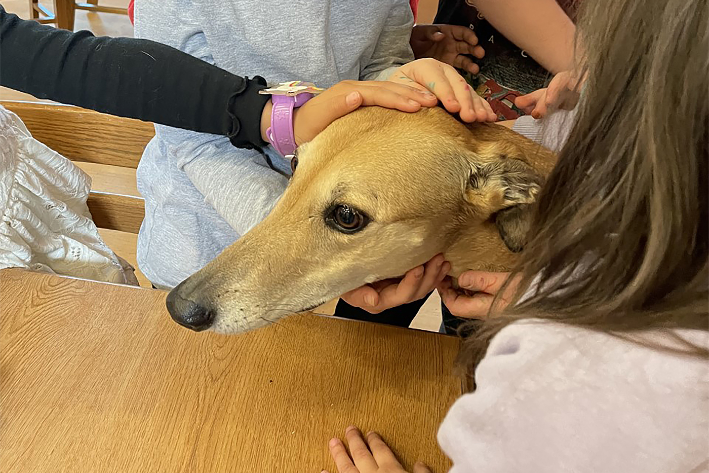 Cascade, a fawn-colored greyhound dog, is petted by children.